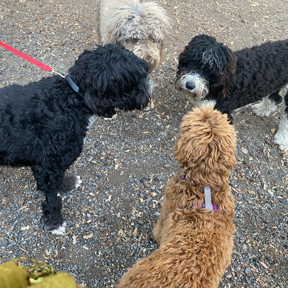 Meet your Posher, Lanee. 🌞

🐶🐾Sorry but My pup is NOT available 🤣She’s our kid - Picture 12 of 17